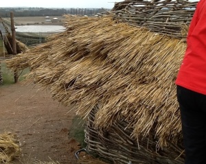 Three layers of thatch completed on building 547.